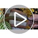 Goat Hair Leaf Cleaning Brush with Oiled Pearwood Handle, Dust Removal for Houseplants, 13-3/4-Inches - view 3